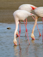 Group of three pink flamingos eating from the bottom of the lagoon water