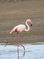 Pink flamingo bird walking through the lagoon