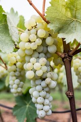 Fototapeta premium Powdery Mildew Disease Impacting White Grapes in Vineyard.