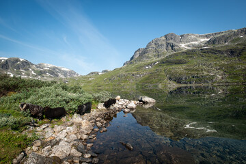 Beautiful Panorama road Aurlandsvegen, Norway