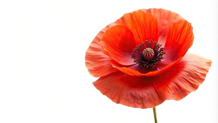 Obraz premium bright red poppy flower isolated on white High Angle, bright, spring, nature, vibrant, flora, bloom, botany, plant, beauty in nature, macro, high angle, poppy field, beauty, herbal, fresh