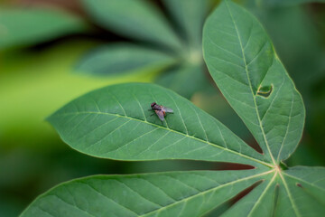 A fly lands on the surface of a green cassava leaf.
