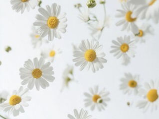 delicate chamomile flowers floating gracefully against a pure white background, showcasing their simple beauty and intricate details in full depth of field