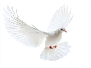 Obraz premium dove gracefully captured in mid-flight, its pure white feathers contrasting beautifully against a stark white background, symbolizing peace and freedom
