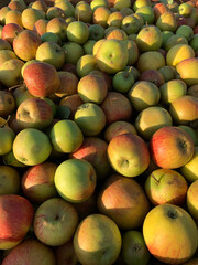 Bright pattern, apple harvest background. Ripe red and green apples close-up. Perfect for...