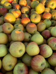Bright apple harvest background, pattern. Ripe red and green apples close-up. Perfect for agricultural and harvest projects