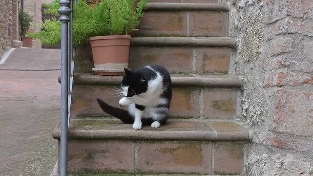 Gatto domestico si lecca una zampa seduto sulle scale di casa