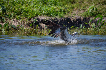 osprey flying out of the water with a fish .