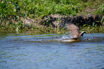 osprey flying out of the water with a fish 