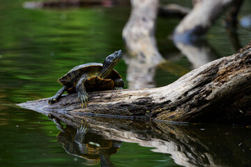 eastern box turtle on a log