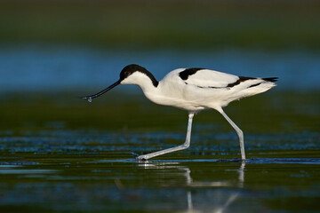 Pied avocet (Recurvirostra avosetta)