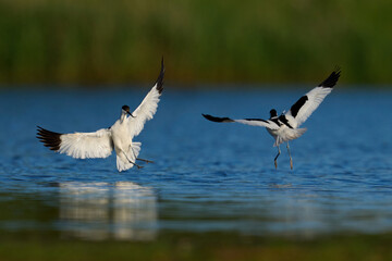 Pied avocet (Recurvirostra avosetta)