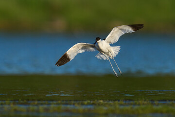 Pied avocet (Recurvirostra avosetta)