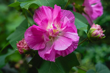 pink flower in the garden