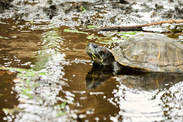Eastern box turtle in the mud 