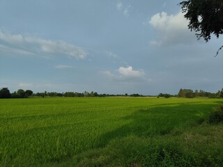 Serene Green Rice Field and sky