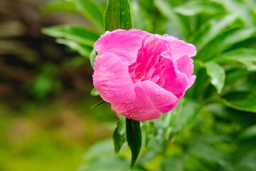 Pink peony with water drops after rain in the garden. Gardening, floriculture.