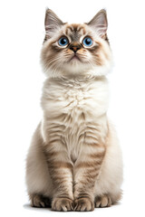 A fluffy cat with striking blue eyes sits gracefully against a plain background in soft lighting
