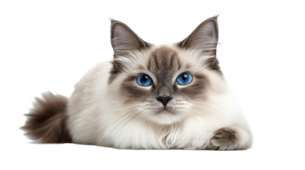 A playful cat with striking blue eyes relaxing on a white background indoors