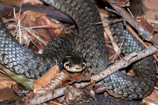 Ringelnatter am Weltkulturerbesteig in der Wachau &Ouml;sterreich