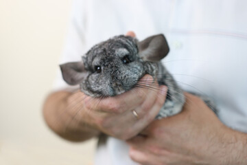 People care for and play with chinchillas.