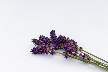 Freshly cut lavender on a white background. Lavender lying on the table