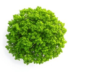 Obraz premium Lush Green Oak Tree Foliage on Clean White Background