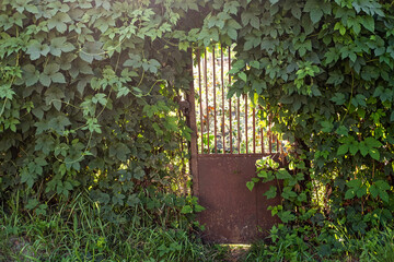 Rustic Garden Gate Surrounded by Lush Green Foliage