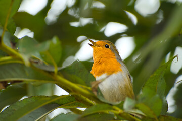 European robin is perching on a tree branch and singing