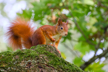Eurasian red squirrel sitting on the tree branch close-up