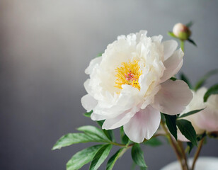 Fototapeta premium Flower minimalistic background