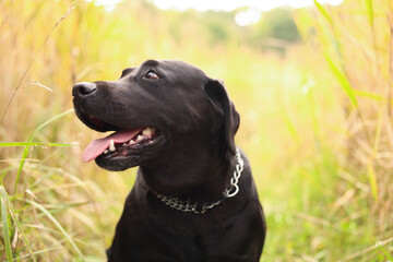 Adorable Labrador Retriever dog looking at something outdoors