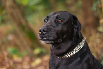 Portrait of adorable Labrador Retriever dog outdoors. Space for text