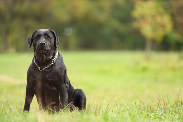 Adorable Labrador Retriever dog sitting on green grass. Space for text