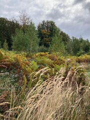 Unberührte Naturwissenschaft im Wald im goldenen Oktober