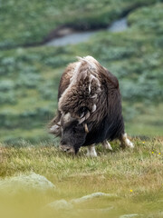 Musk ox in Dovrefjell National Park, Norway