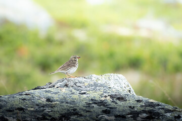Meadow Pipit in Dovrefjell, Norway