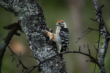 Lesser spotted woodpecker in Dovrefjell, Norway