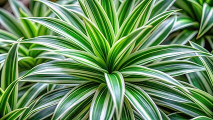 Extreme close-up of a Chlorophytum evergreen perennial flowering plant