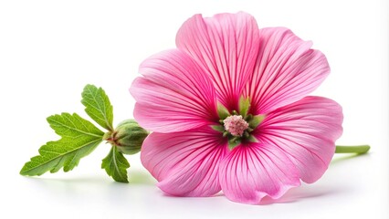 Extreme close-up of pink mallow flower isolated on white background