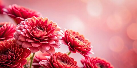 Extreme close-up of red flowers with pale pink and white backdrop