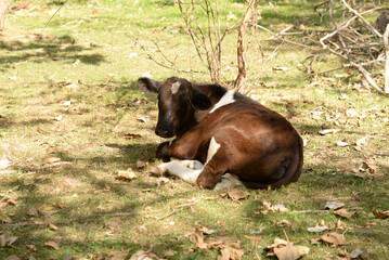 A cow is pasturing in the grove. Cattle ranches, rural life