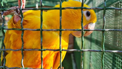 Macaw parrots sit on a perch in a large cage, in a zoo