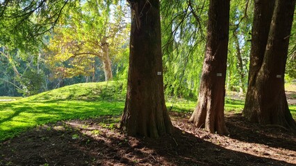 Large green trees in a botanical garden, the sun is shining, many plants
