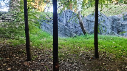 Trees with green leaves and spreading crowns in a botanical park