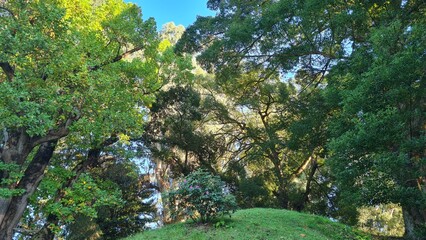 Trees with green leaves and spreading crowns in a botanical park