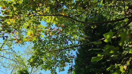 Large green trees in a botanical garden, the sun is shining, many plants