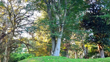 Large green trees in a botanical garden, the sun is shining, many plants