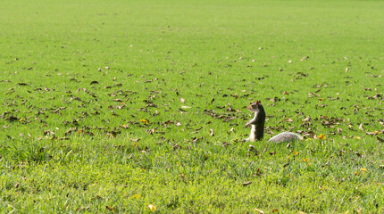 Squirrel standing on a green meadow