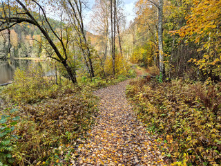 Fototapeta premium Autumn